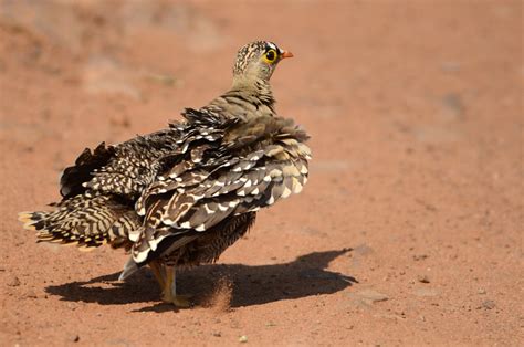 Double Banded Sandgrouse Pterocles Bicinctus A Beautiful Flickr
