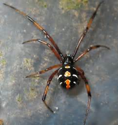 After mating, the female sometimes eats the male (remember, she only has as designated by its name, the northern black widow spider (latrodectus various) is found primarily in the northeast united states. Is this a Northern black Widow? - Latrodectus variolus ...