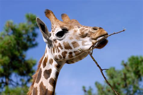 Portrait Of Giraffe Eating A Twig Stock Photo Download Image Now