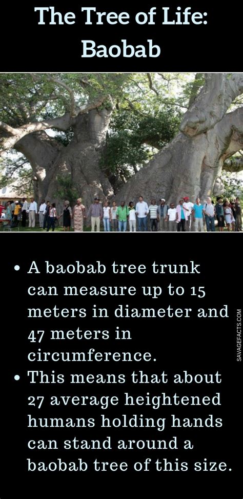 Ten Quirky Facts About Baobab Trees Baobab Tree Tree Of Life Facts