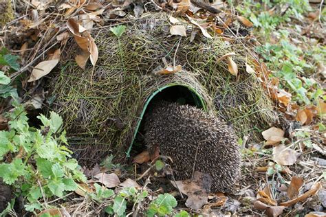 Natural Hedgehog Home