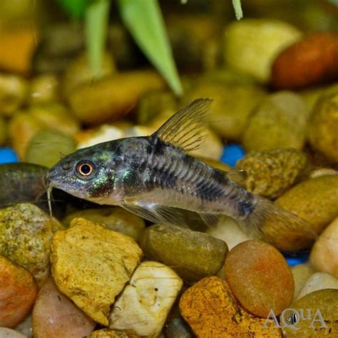 Peppered Cory Corydoras Paleatus Group Of 5 Fish Aqua Imports