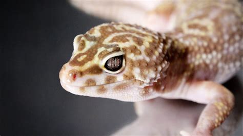 Leopard Gecko Care Youtube