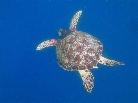 Sea Turtles Tracked Swimming Deep Into Sydney Harbour The Northern