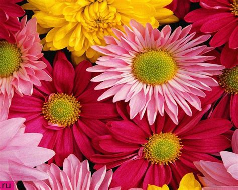 70 Gerbera Daisy Wallpaper On Wallpapersafari