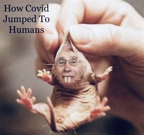 COVID Satire Memes Jokes Best Fauci Memes Another Rat Will Leave The