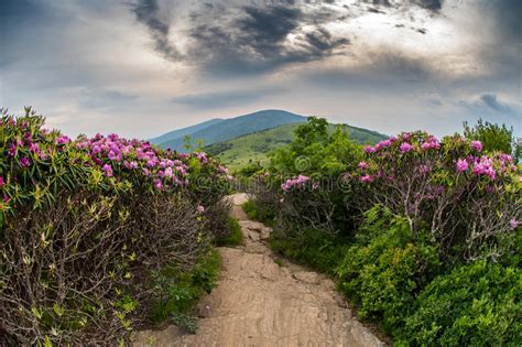 Rhododendron Bloom On Blue Ridge Appalachian Trail Stock Photo Image