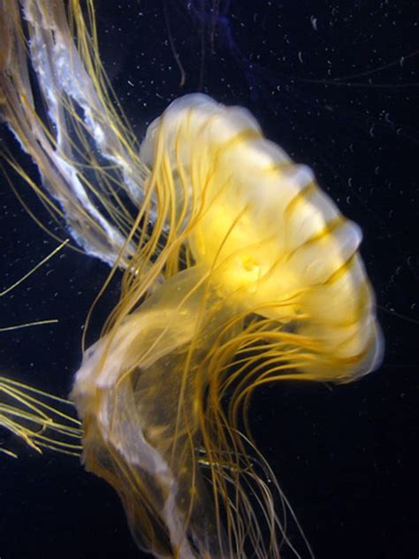 Jellyfish Mysterious Creatures Of The Marine World Hubpages
