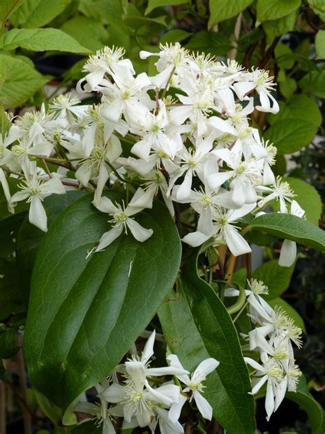 We did not find results for: Clematis armandii 'Apple Blossom' - Immergrüne Waldrebe ...