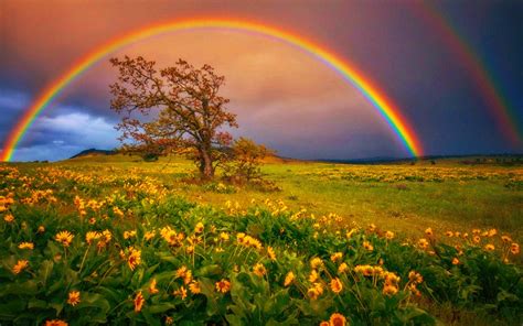 Rainbow Over Daisy Field Bakgrund And Bakgrund 1440x900 Id717849