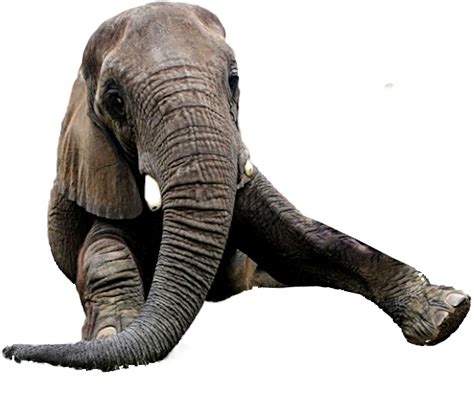 Elefante