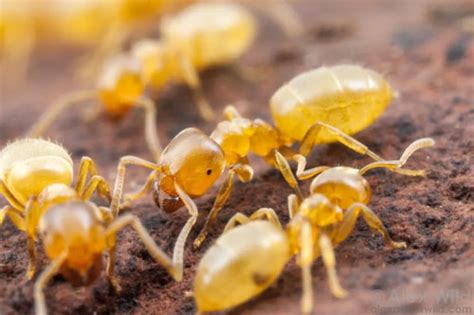 Yellow Ants Get Lost Pest Control