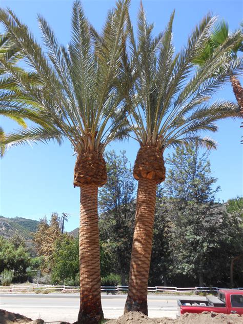 Quality Phoenix Dactylifera Deglet Noor Palm Trees West Coast Trees