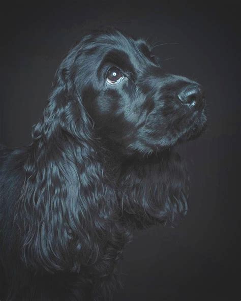 Cocker Spaniel World® On Instagram “tap The Link In My Profile
