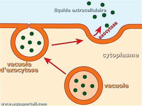 Vacuole Dexocytose Définition Et Explications