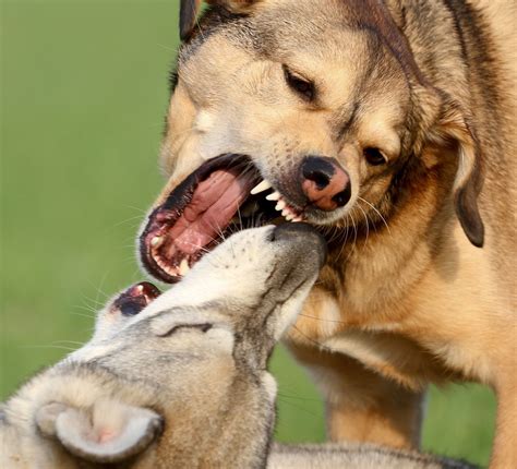 5 Tips For How To Stop A Dog Fight Before It Starts Dogvills