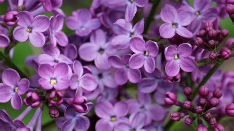 Download and use 100,000+ flower wallpaper stock photos for free. Lilac Wallpapers Images Photos Pictures Backgrounds