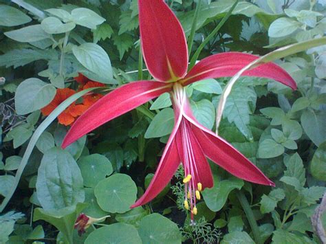 The character and casting was announced on 1 december 2013. Flor de Liz (lys flower) | Flor de liz, Flores, Jardines