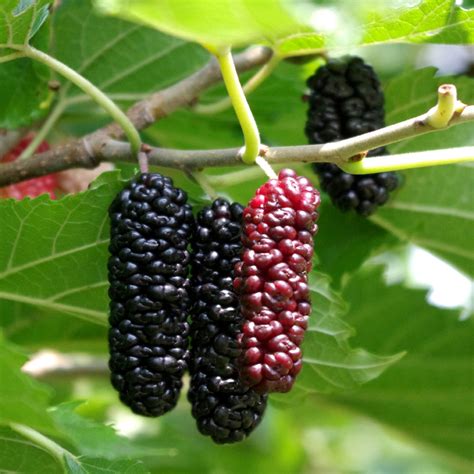 The name fruit of the poisonous tree is thus a metaphor: Illinois Everbearing Mulberry - Mulberry Trees - Stark Bro's