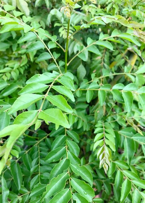 Curry Leaf Murraya Koenigii Live Plant Culinary Herb Sow Exotic