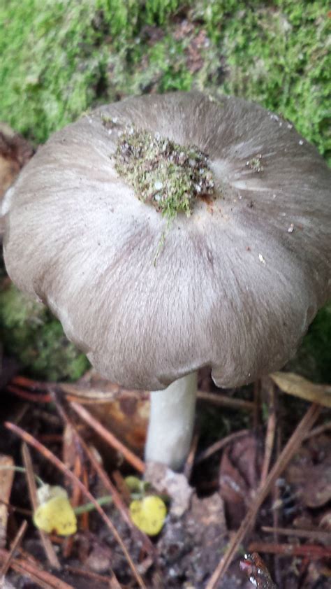 Fuzzy Cap Mushroom Id Mushroom Hunting And Identification Shroomery