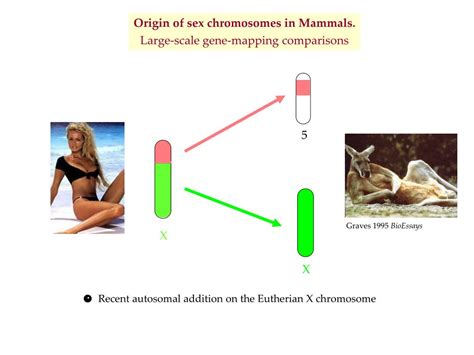 Ppt Sex Chromosome Evolution In Vertebrates Powerpoint Presentation