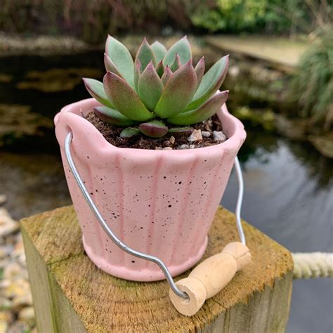 Pink Ceramic Bucket Plant Pot Perfect For Succulents Cacti Etsy