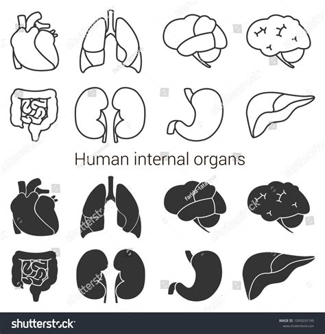 Human Internal Organs Icon Set Vector Stock Vector Royalty Free
