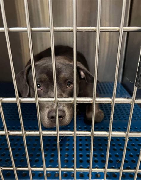 Animal rescue group devastated after 10 puppies drown in Missouri flash