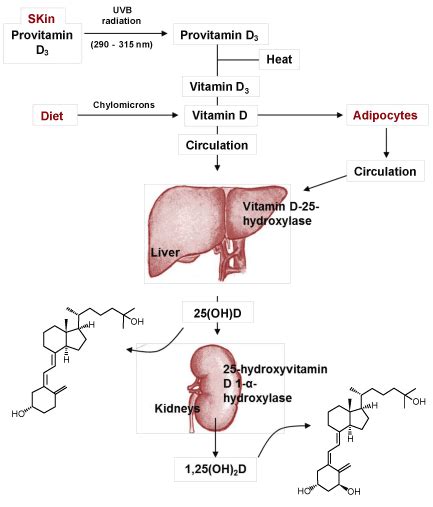 figure 2 vitamin d metabolism pathway