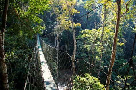 Suspension Bridge In The Jungle Tropical Nature Beautiful Tropical