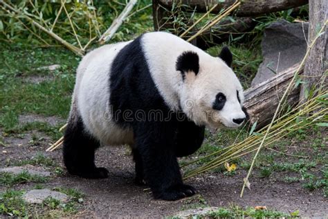 A Female Giant Panda Walks With Her Head Down Stock Photo Image Of