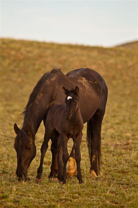 Pin By Patricia Gross On Aporia Pandas And Puppies Etc Wild Horses