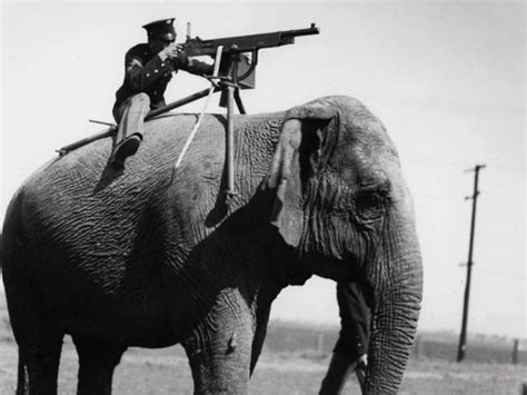 10 Animals That Have Been Trained And Used In The Military Part 1