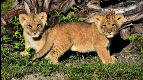 Lion Country Safari Welcomes First Pair Of African Lion Cubs In 20