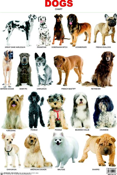 Dog Breeds Thinglink By Gabby