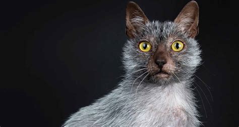 15 Rare Cat Breeds From Around The World Worldatlascom