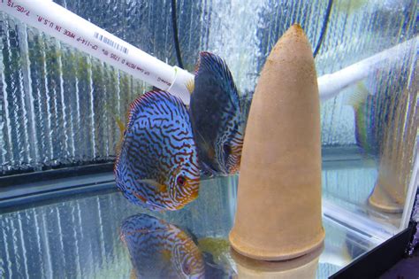 German Red Turquoise Discus Proven Breeding Pair