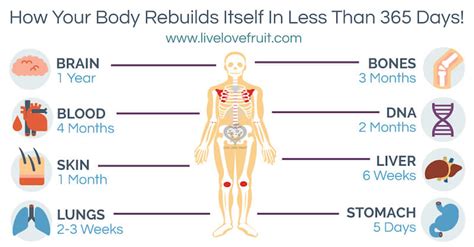 How Your Body Rebuilds Itself In Less Than 365 Days