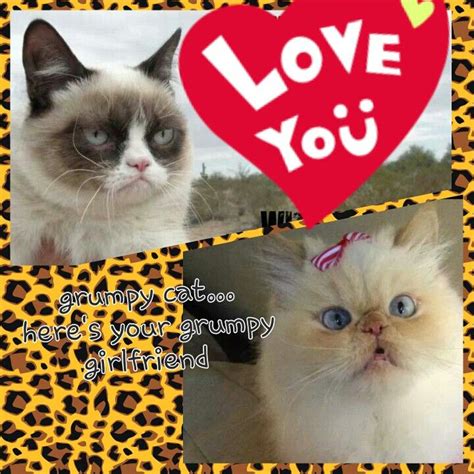 Grumpy Love♥ Grumpy Cats Funny