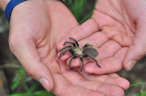Thousands Of Tarantulas Crawling Across Colorado For Mating Season