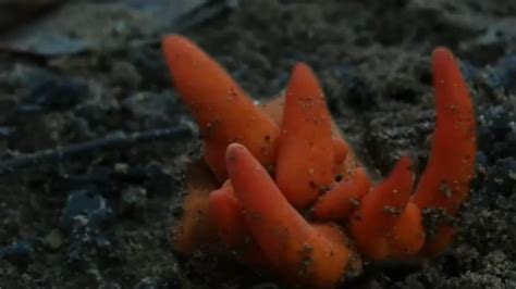 Poison Fire Coral Fungus Deadly Species Found Growing In Suburban