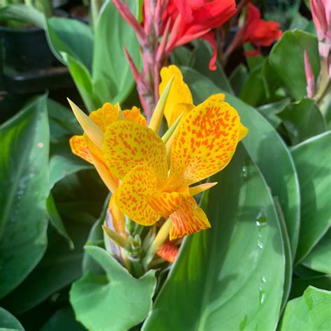 Canna Lily Yellow Bunkers Hill Plant Nursery
