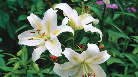 Planting Oriental Lilies Oriental Lily Lily Plants Best Smelling