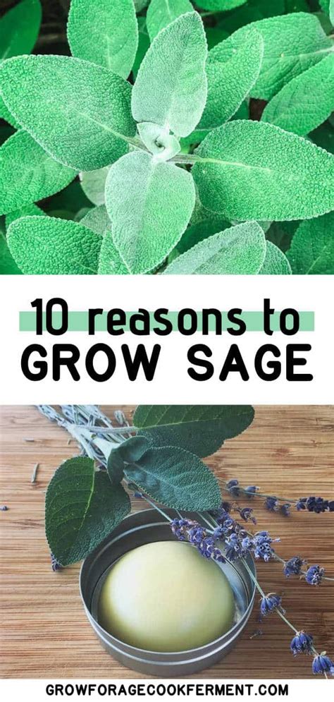 10 Reasons To Grow Sage For Your Garden Food And Health