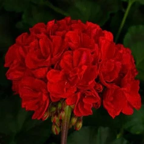 Zonal Geranium Tango From Catoctin Mtn Growers