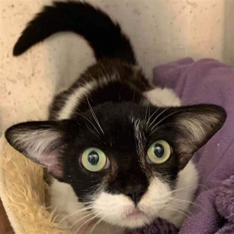 (cnn) if you thought baby yoda was cute, wait until you meet joy, the rescue cat with an uncanny resemblance to the green star wars alien. Rescue kitty has been dubbed "Baby Yoda" cat -- Don't ...