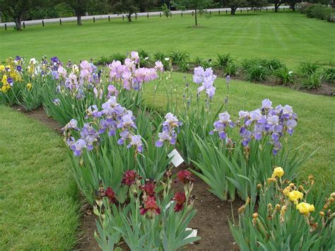 Beautiful Iris Bed Garden Pathway Lawn Garden Garden Landscaping
