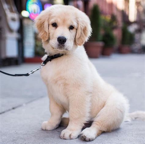 11 Dog Instagram Accounts You Need To Make It Through ...