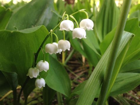 Lily Of The Valley Lily Of The Valley Nature Images Nature